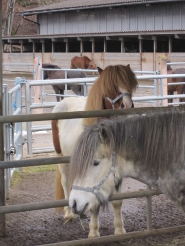 sirkus_og_mergur_002 sirkus_og_mergur_002