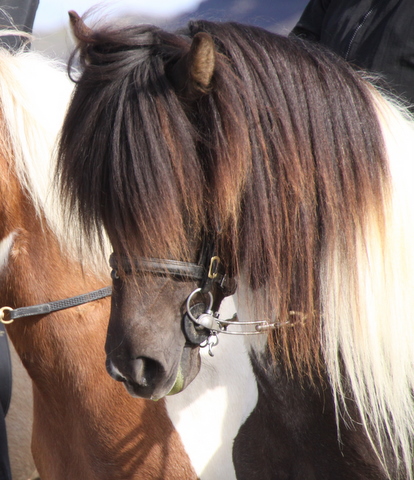 heillads_siss.0810_020 heillads_siss.0810_020