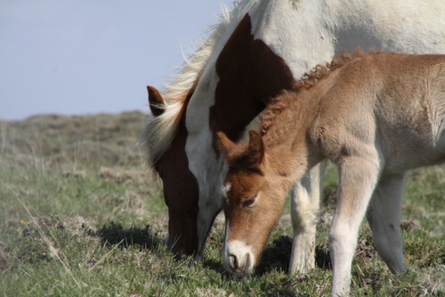 lfads_og_dttir_6_jni10_003 lfads_og_dttir_6_jni10_003