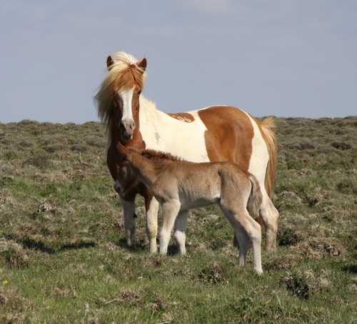 lfads_og_dttir_6_jni10_008 lfads_og_dttir_6_jni10_008