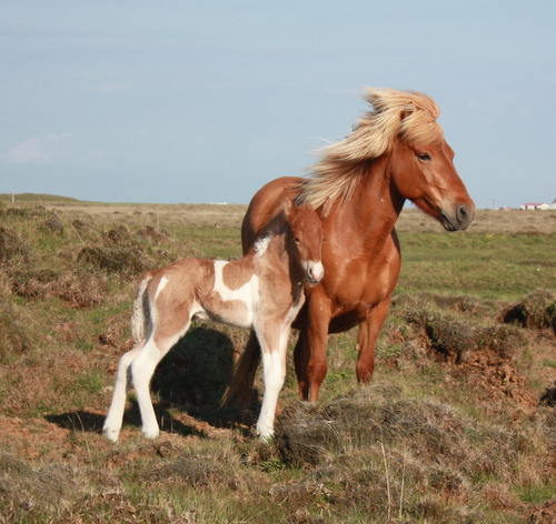 ljnslpp_og_sonur_8_jn_10_001 ljnslpp_og_sonur_8_jn_10_001