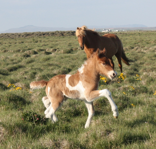 ljnslpp_og_sonur_8_jn_10_002 ljnslpp_og_sonur_8_jn_10_002