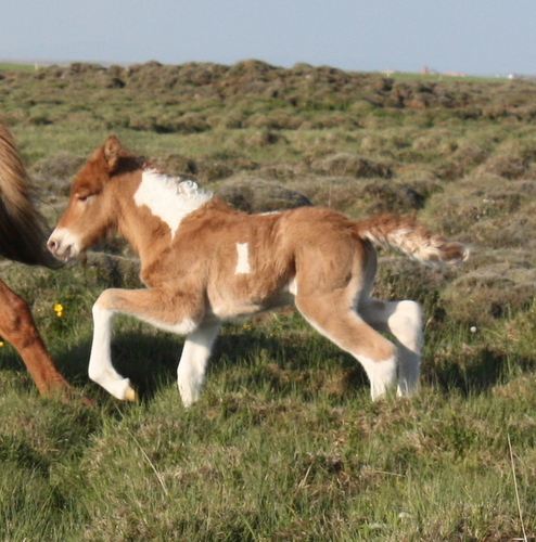 ljnslpp_og_sonur_8_jn_10_003 ljnslpp_og_sonur_8_jn_10_003