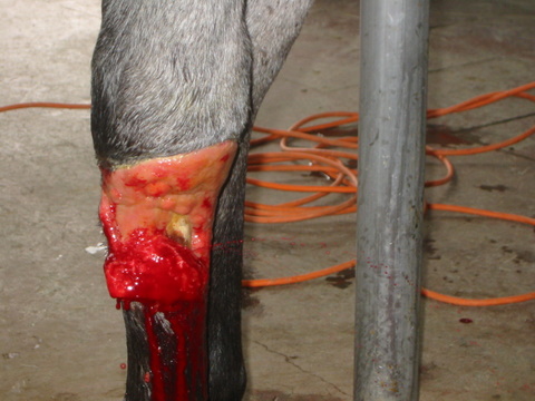 silfurt_-1 silfurt_-1