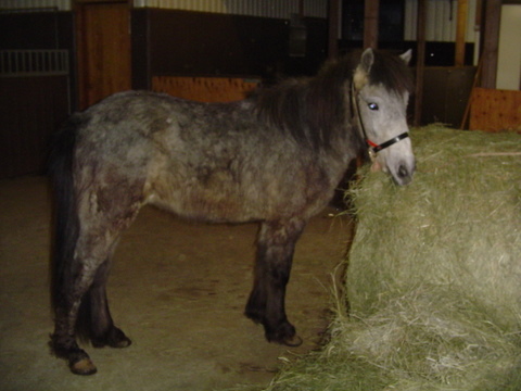 silfurt__4 silfurt__4