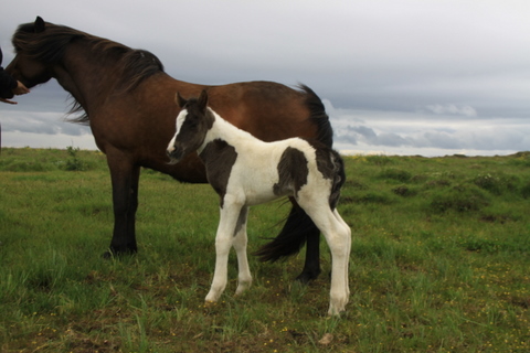 framti_og_dttir11_4 framti_og_dttir11_4