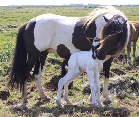 heillads_og__dttir11_18 heillads_og__dttir11_18