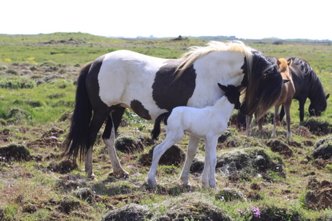 heillads_og__dttir11_9 heillads_og__dttir11_9