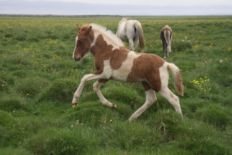 lfads_hj_s_aug.11_016-1