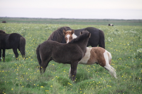 lfads_hj_s_aug.11_025