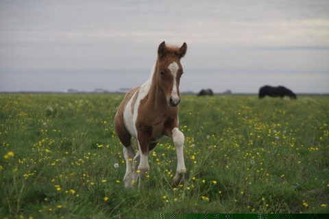 lfads_hj_s_aug.11_038-1