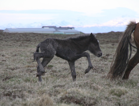 snilld_og_sonur_2011_009